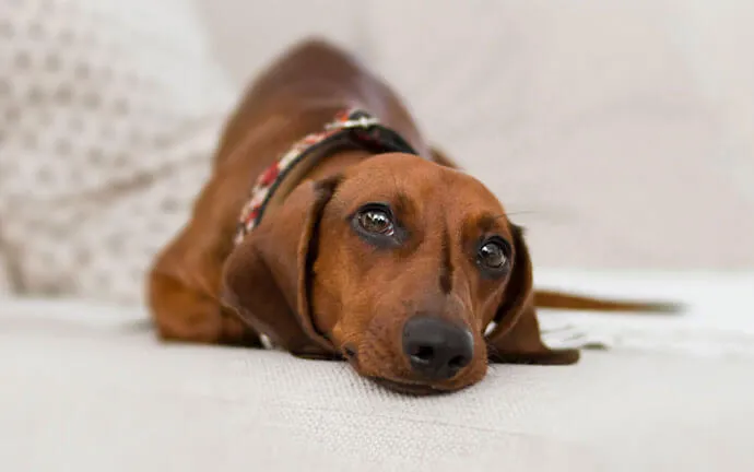 Dachshund lying on a bed