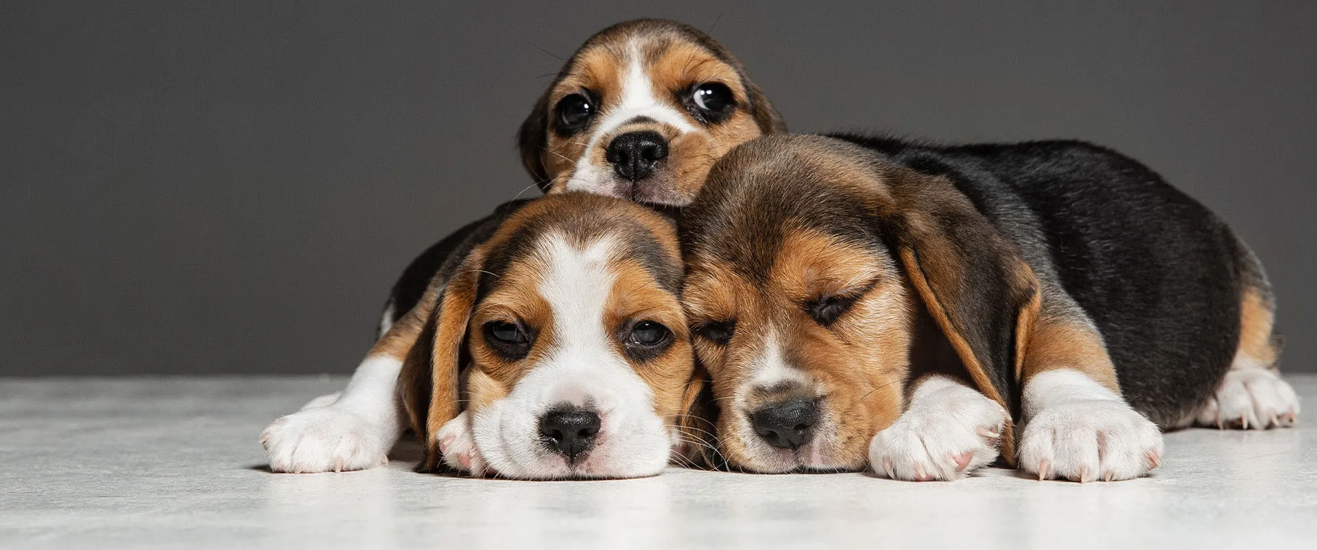 Three beagle puppies resting together