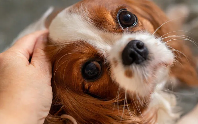 Spaniel being petted by its owner
