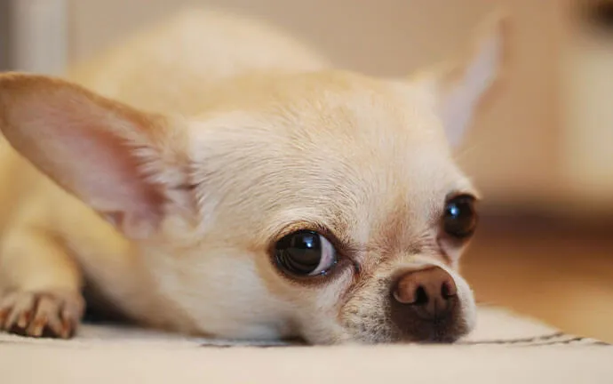 Chihuahua lying on a bed