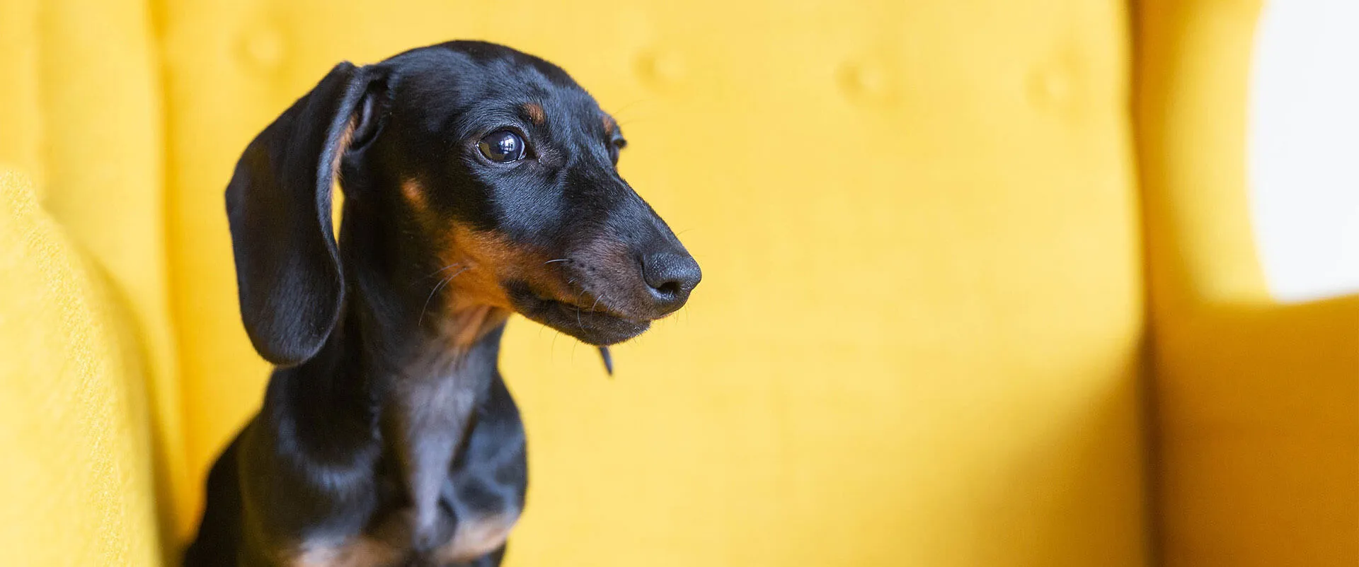 Dachshund in profile against a yellow background