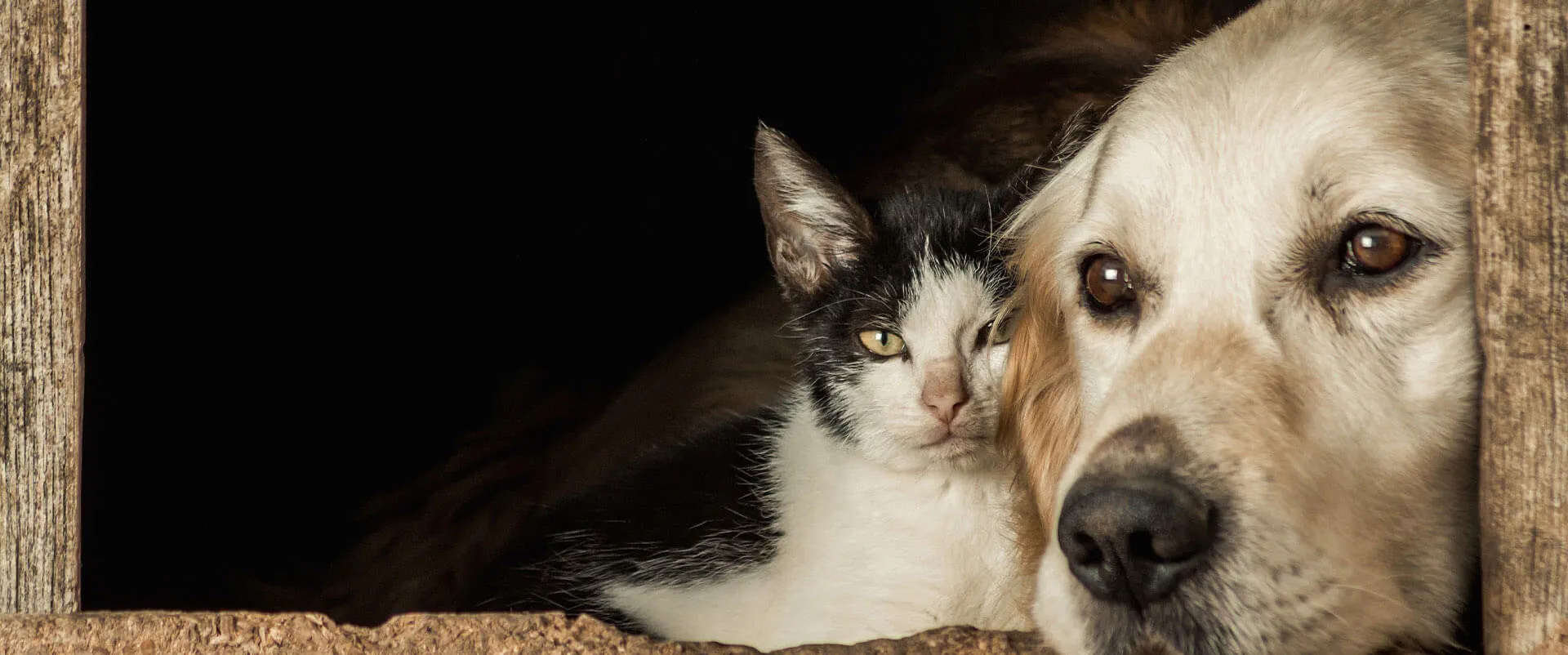 Golden retriever resting beside a black and white cat