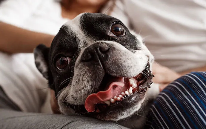French bulldog lying on a couch with its tongue out