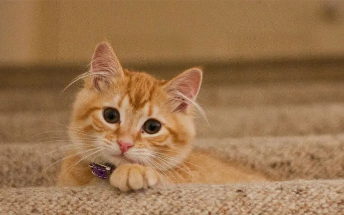 Orange kitten lying on a rug