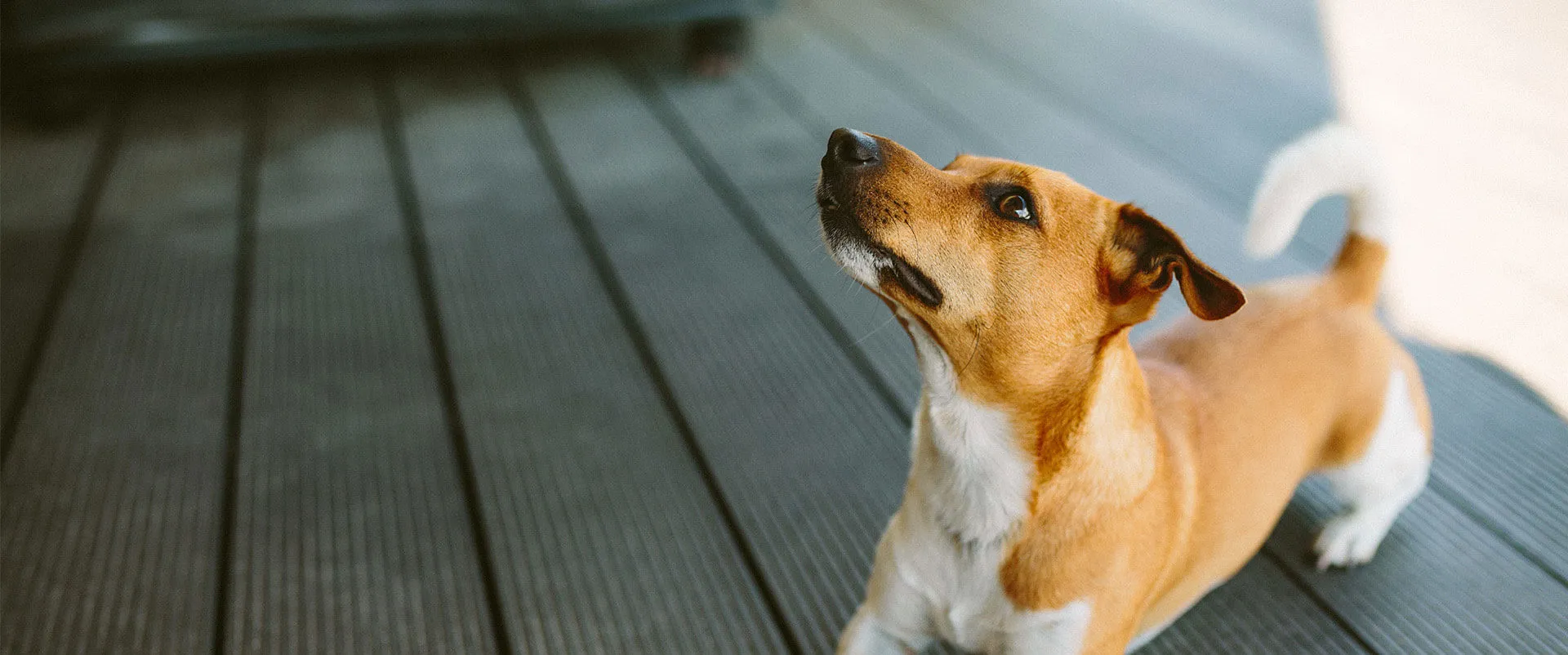 Small terrier on a wooden deck looking up