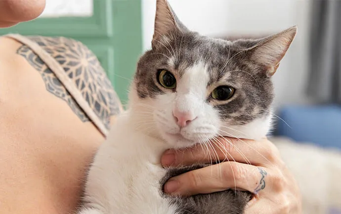 Gray and white cat being held by its owner