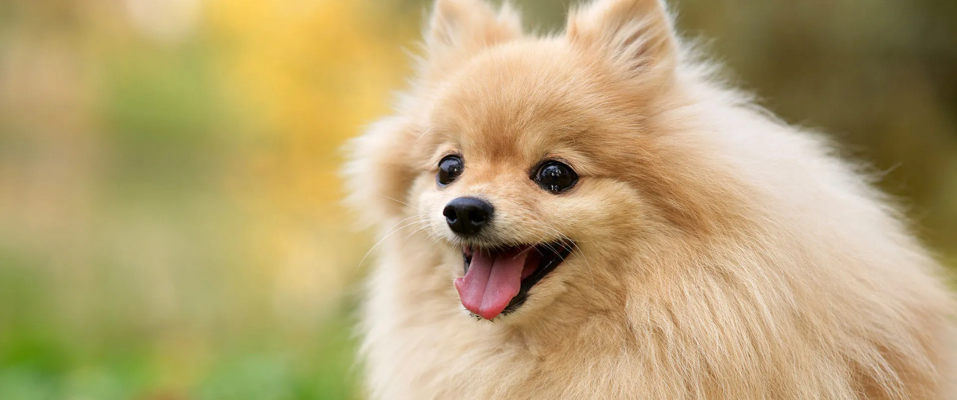 Pomeranian sitting outdoors