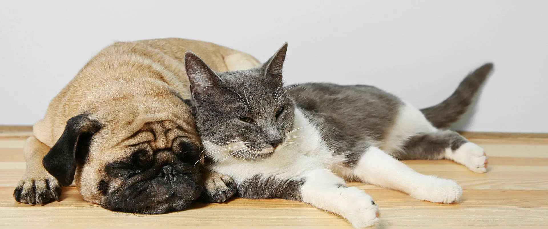 Pug and gray cat sleeping side by side