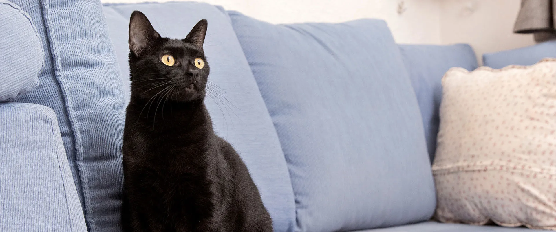 Black cat sitting alone on a blue couch