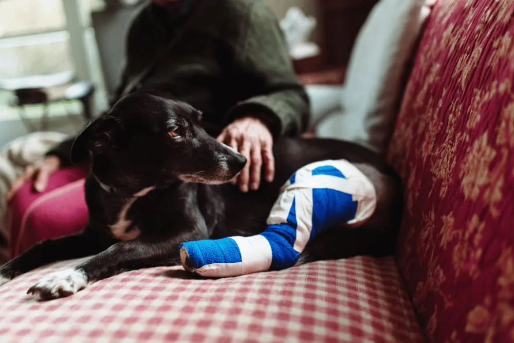 Dog with a bandaged leg resting on a couch