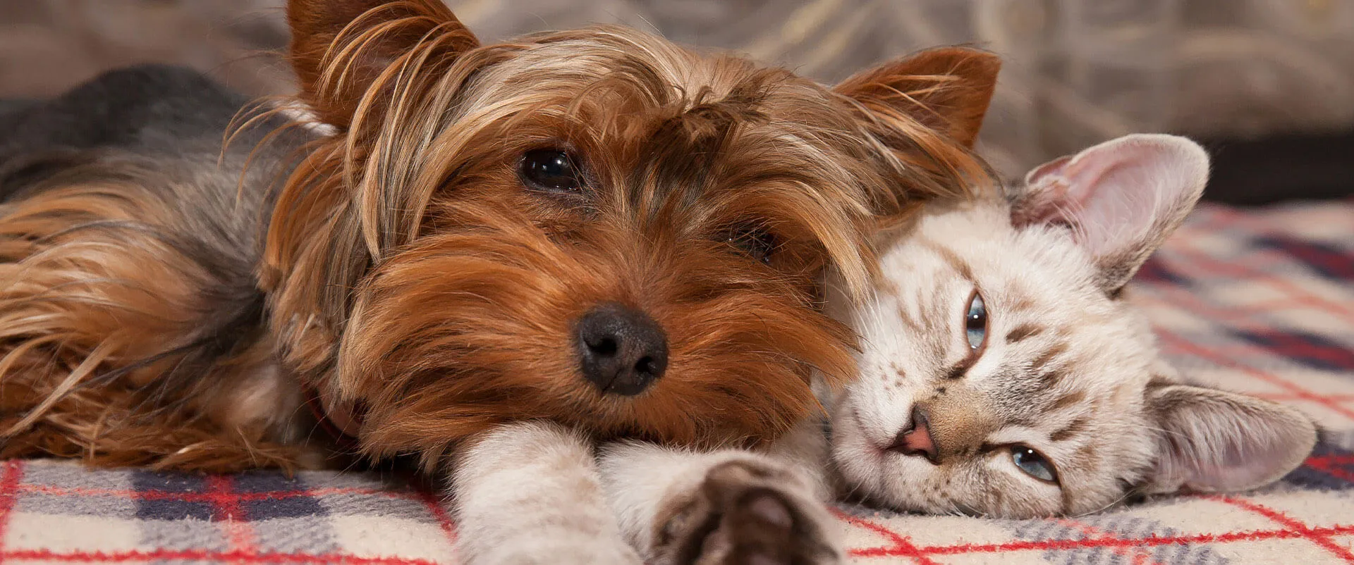 Yorkshire terrier and tabby kitten resting together on a plaid blanket