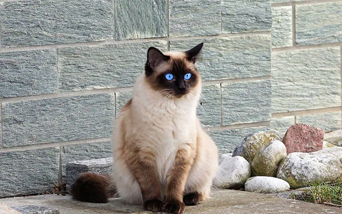 Siamese cat sitting beside a stone wall