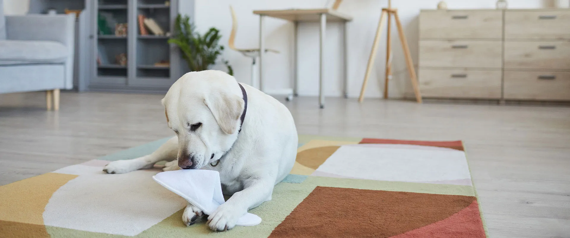 Yellow Labrador lying on a rug in a bright living room