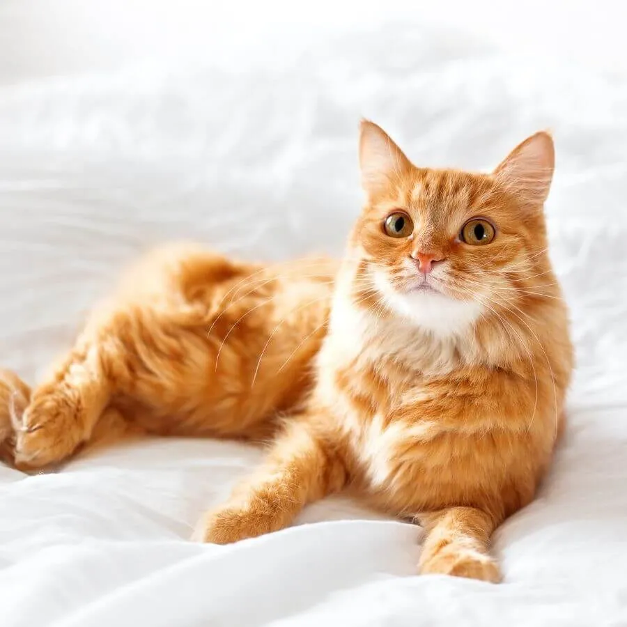Orange cat lying on a white bed