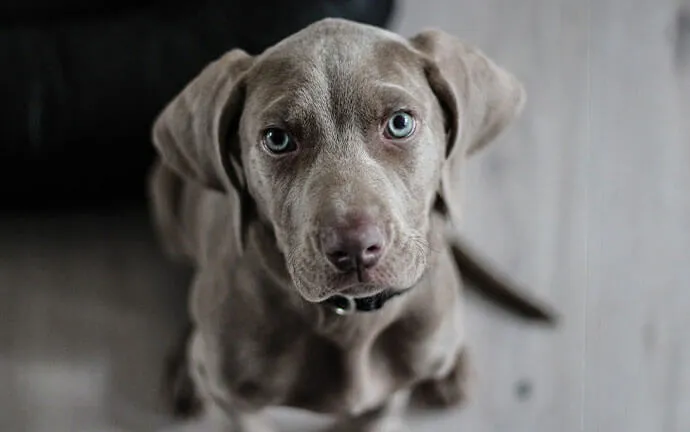 Gray puppy lying on the floor looking up