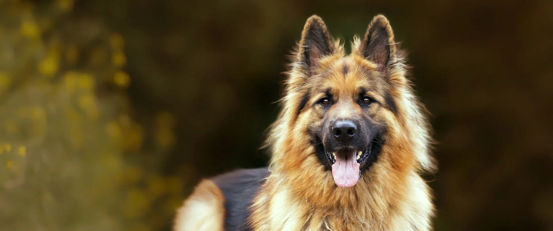 German shepherd sitting with its mouth open against a dark background