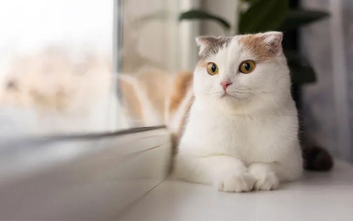 White cat lying on the floor