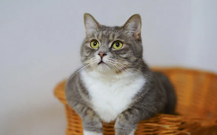 Gray tabby cat sitting in a wicker basket